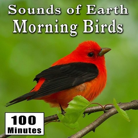 download birds chirping sound effect