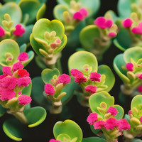 Kalanchoe Widows Thrill