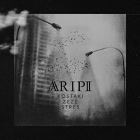 Aripi