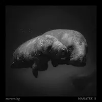 Manatee II