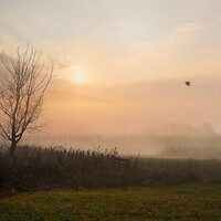 Morning Birds in Autumn