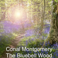 The Bluebell Wood