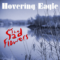 Hovering Eagle