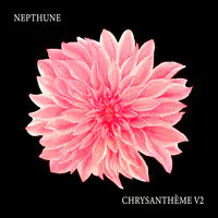 Chrysanthème V2