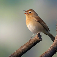 Sounds of a Nightingale Singing