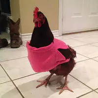 Chickin Snuggie