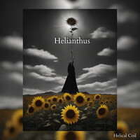 Helianthus