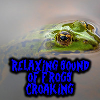 Relaxing Sound of Frogs Croaking