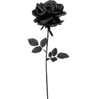 Schwarze Rosen