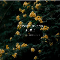 Forest Birds Asmr