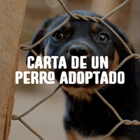 Carta De Un Perro Adoptado