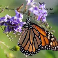 Hola Mariposa