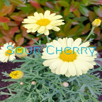 Sour Cherry