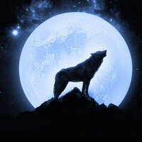 Wolf Howling Sounds