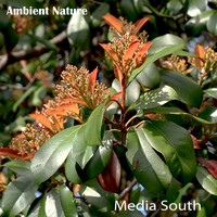 Ambient Nature