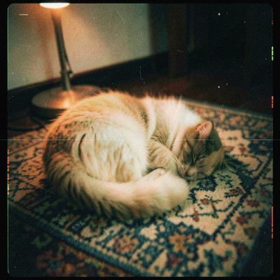 Quiet Dreams Soft Piano Dog Calm