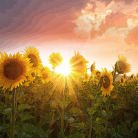 Sunflowers in the Sunshine