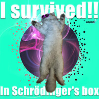 I Survived!! (In Schrödinger's Box)