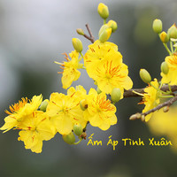 Ấm Áp Tình Xuân