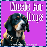 Music for Dogs - Melodic Sounds to Help Your Dog Relax