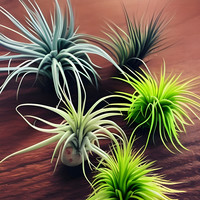 Air Plants