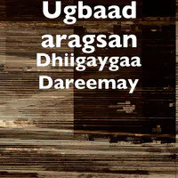 Dhiigaygaa Dareemay