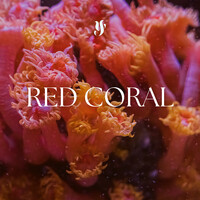 Red Coral