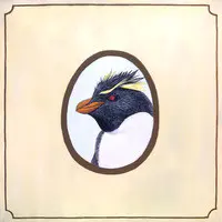 Southern Rockhopper