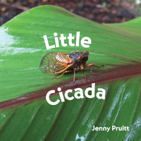 Little Cicada