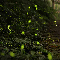 Fireflies Between the Trees