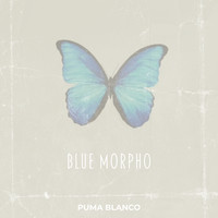 Blue Morpho