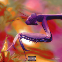 Purple Praying Mantis