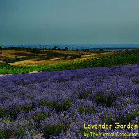 Lavender Garden