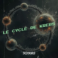 Le cycle de Krebs