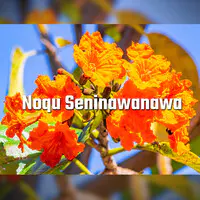 Noqu Seninawanawa (Live)