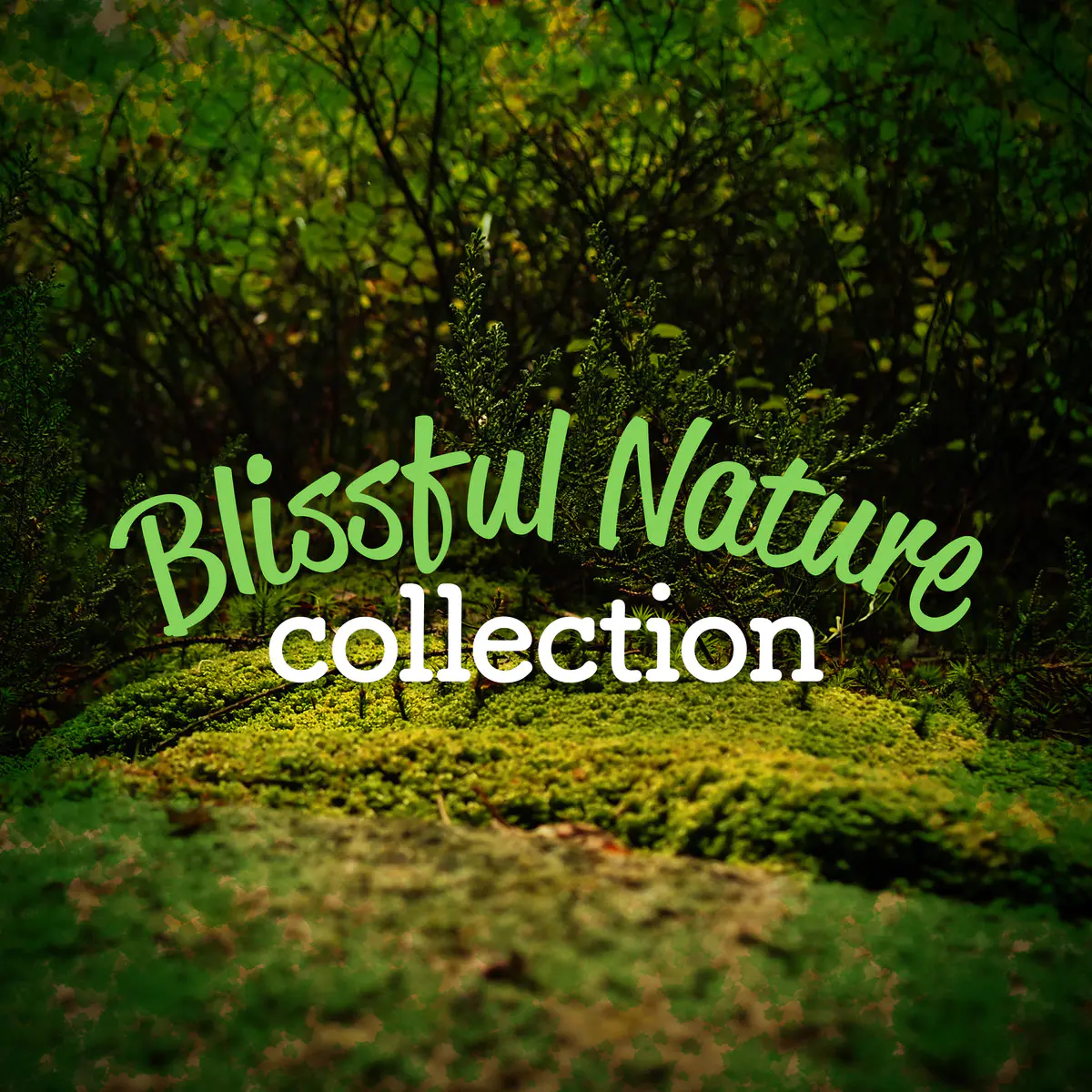 Good Morning Birds Mp3 Song Download Blissful Nature Collection