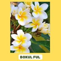 Bokul ful online lyrics