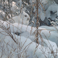 A Dubious Snowshoe Hare