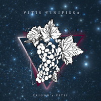 Vitis Vinifissa