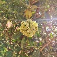 Flowers in Spring