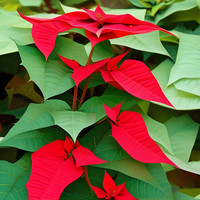 Poinsettia Euphorbia Pulcherrima