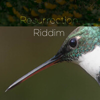 Resurection Riddim