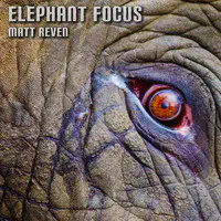 Elephant Focus