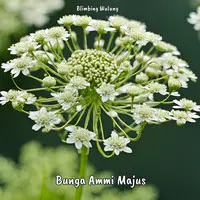 Bunga Ammi Majus