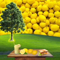 The Porous Lemon Mind