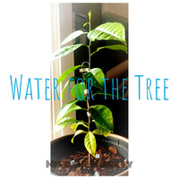 Water for the Tree