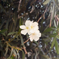 Oleander