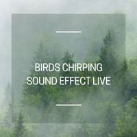 Birds Chirping Sound Effect Live Song Download: Birds Chirping Sound