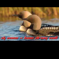 Loon Drum Call