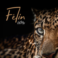 Félin